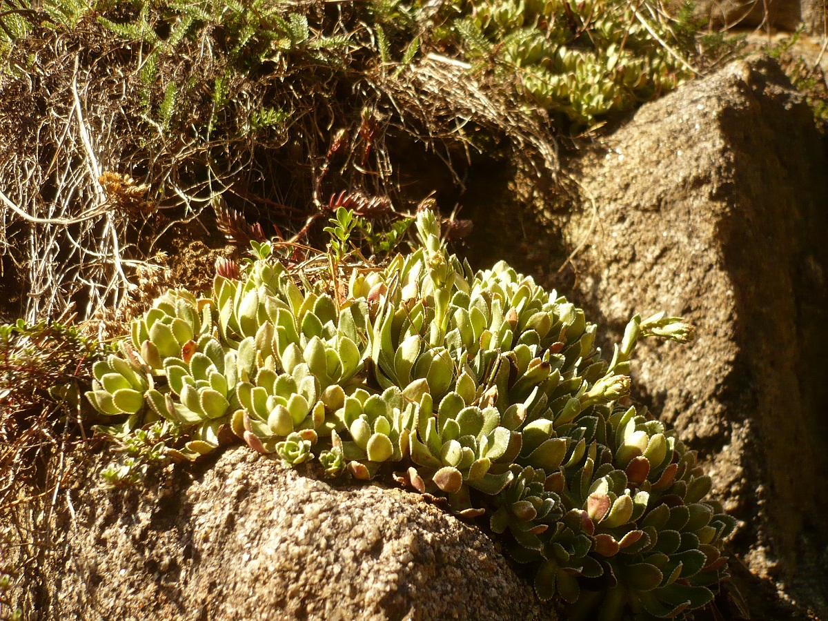 Saxifraga paniculata subsp. paniculata (Saxifragaceae)